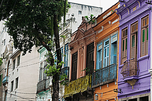 soi cau lô bạch thủ
