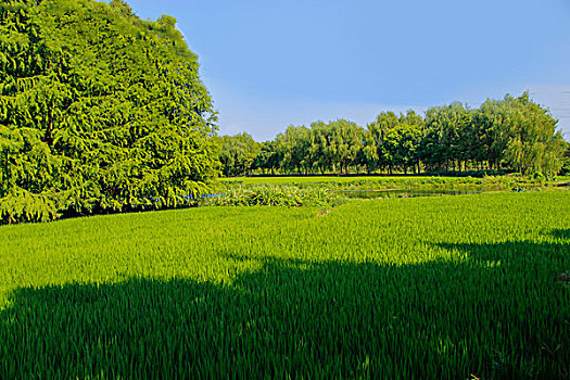 soi cầu lô đề bạch thủ miễn phí